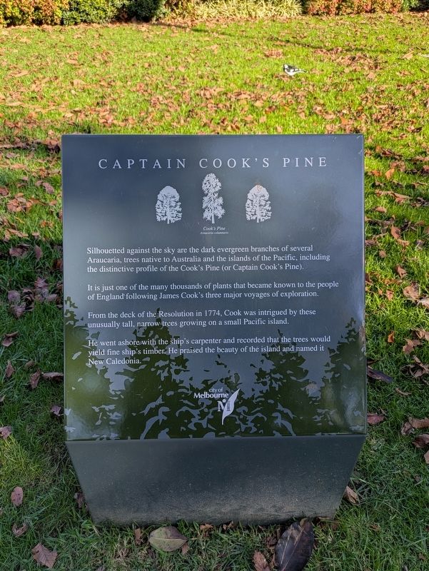 Captain Cook's Pine Marker. Click for full size. Captain Cook's Pine Marker image. Click for full size.