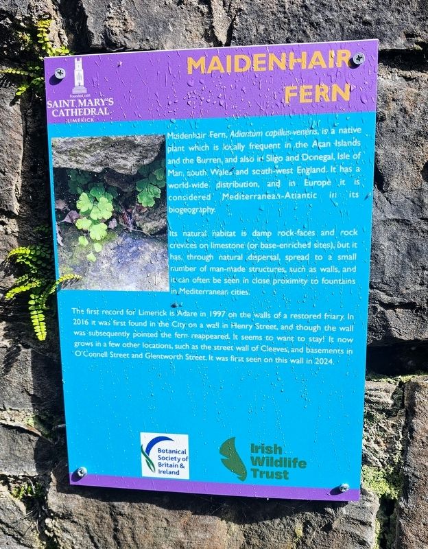 Maidenhair Fern Marker image. Click for full size.