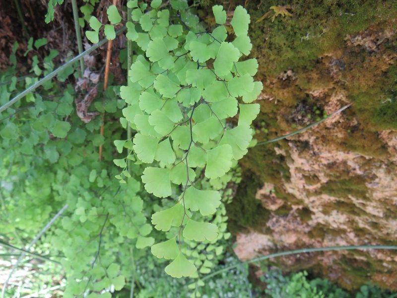 Maidenhair fern (Adiantum capillus-veneris) image. Click for full size.