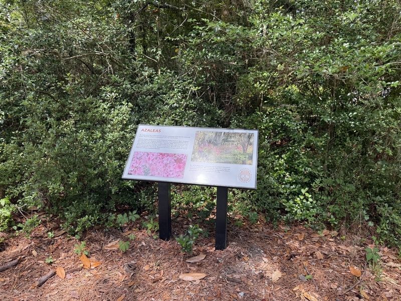 Azaleas Marker. Click for full size. Azaleas Marker image. Click for full size.