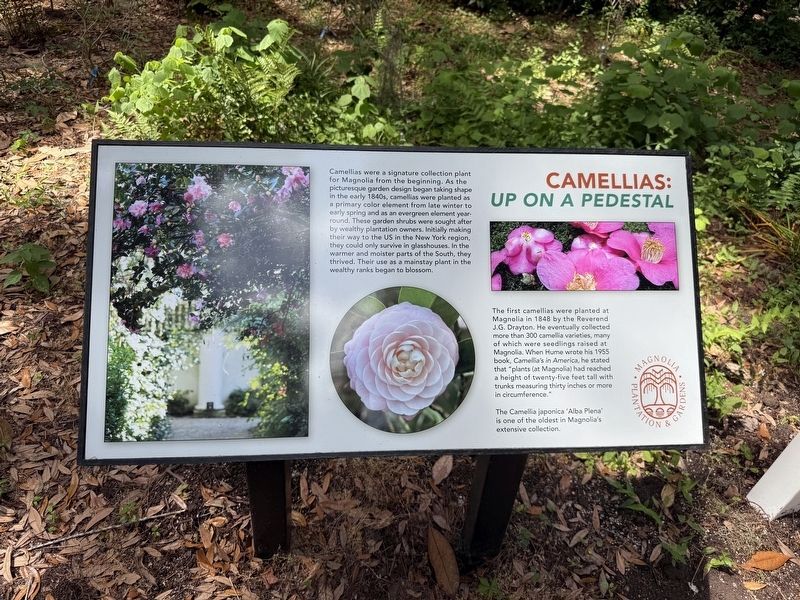 Camellias: Up on a Pedestal Marker. Click for full size. Camellias: Up on a Pedestal Marker image. Click for full size.