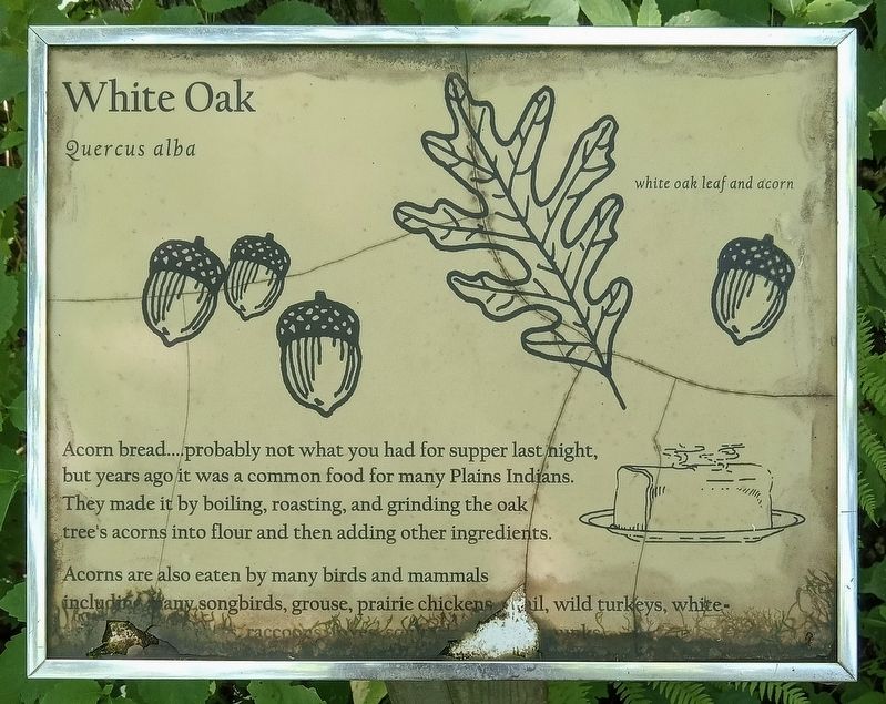 White Oak Marker image. Click for full size.