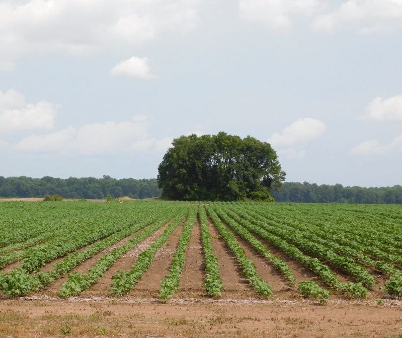 Mound Plantation Mound. Click for full size. Mound Plantation Mound image. Click for full size.