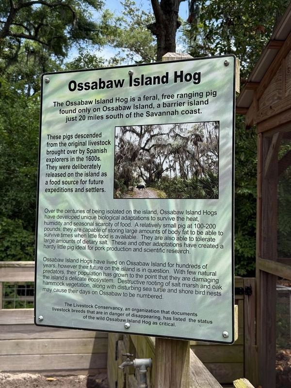 Ossabaw Island Hog Marker. Click for full size. Ossabaw Island Hog Marker image. Click for full size.