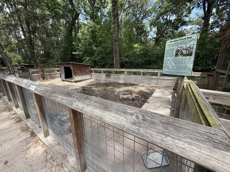 Ossabaw Island Hog Exhibit. Click for full size. Ossabaw Island Hog Exhibit image. Click for full size.