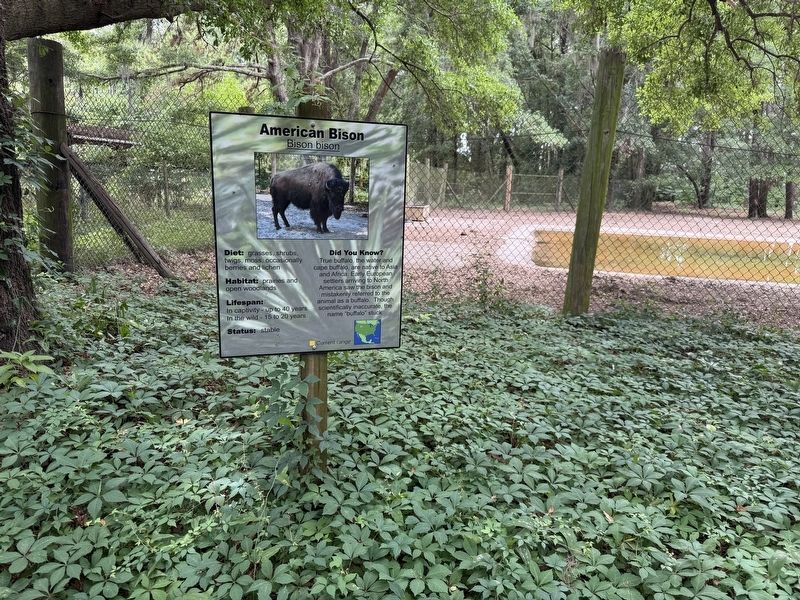 American Bison Marker image. Click for full size.