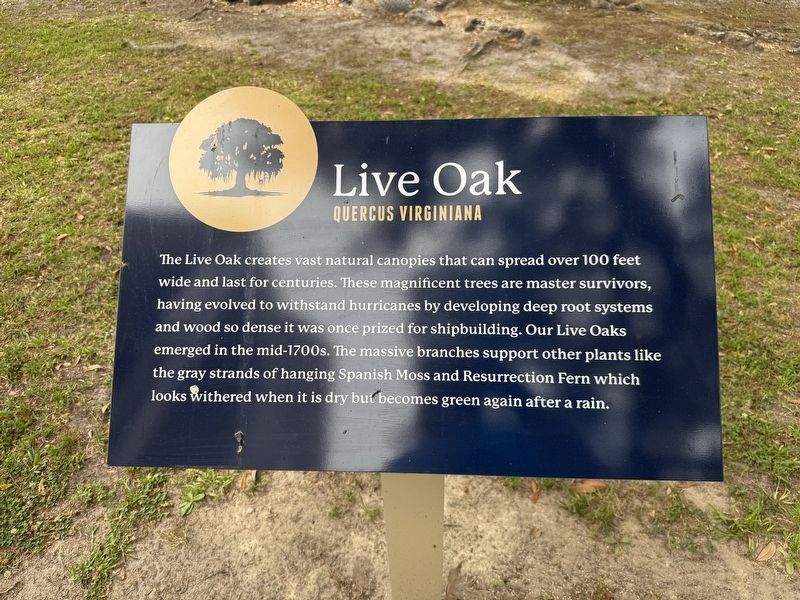 Live Oak Marker image. Click for full size.