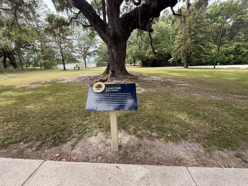 Live Oak Marker image. Click for full size.