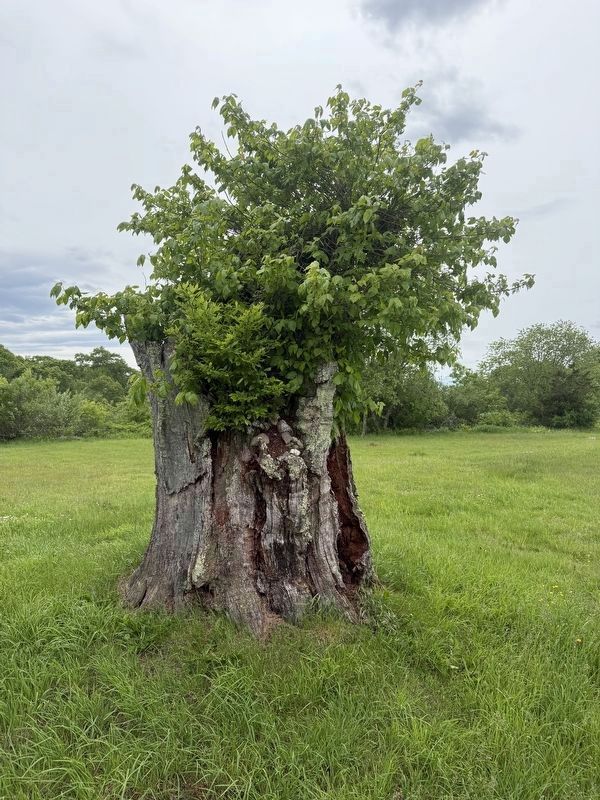 Dighton Council Oak image. Click for full size.