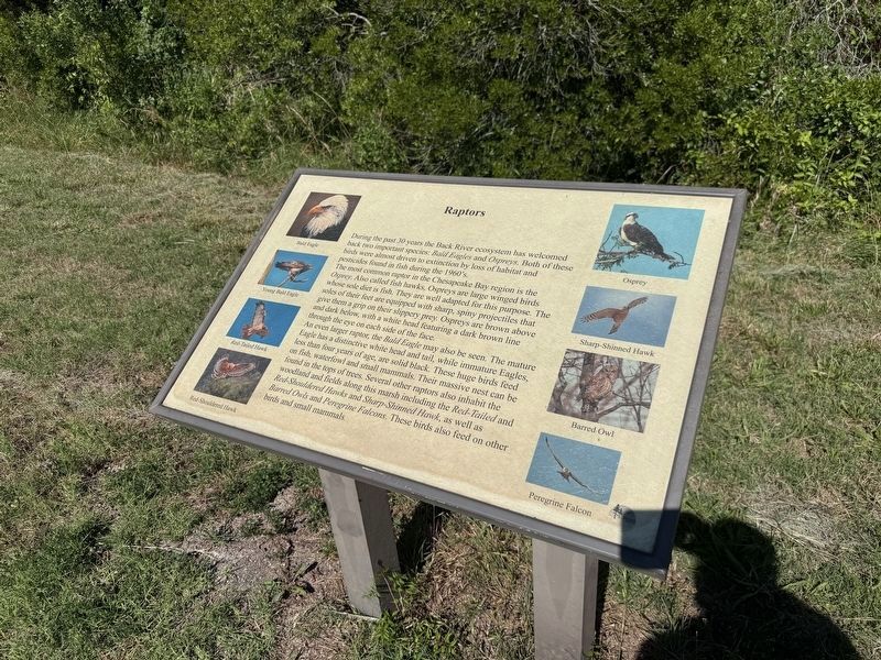 Raptors Marker. Click for full size. Raptors Marker image. Click for full size.