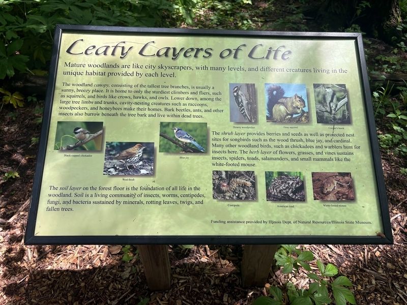 Leafy Layers of Life sign. Click for full size. Leafy Layers of Life sign image. Click for full size.