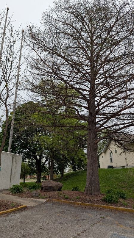 Metasequoia (Dawn Redwood) Marker in context. Click for full size. Metasequoia (Dawn Redwood) Marker in context image. Click for full size.