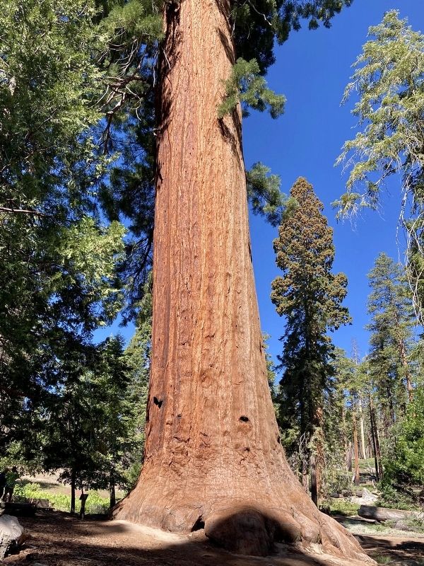 Giant Sequoia and Marker. Click for full size. Giant Sequoia and Marker image. Click for full size.