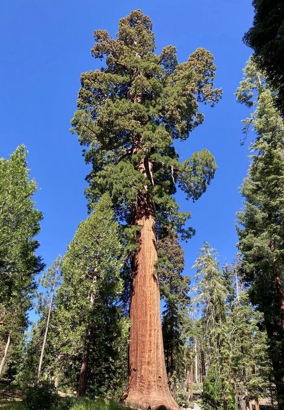 Giant Sequoia. Click for full size. Giant Sequoia image. Click for full size.