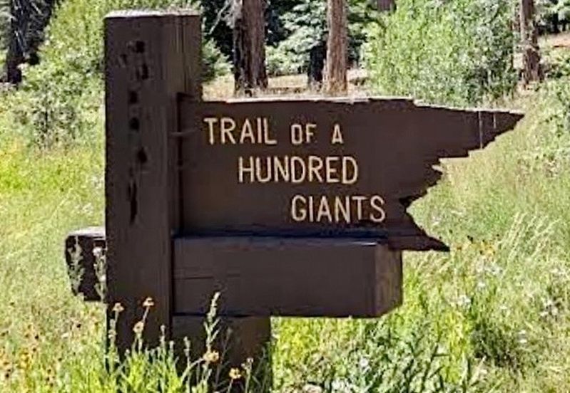 Trail of 100 Giants. Click for full size. Trail of 100 Giants image. Click for full size.