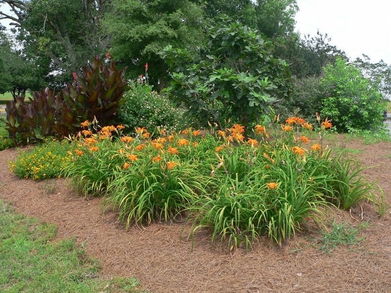 Garden along the butterfly trail image. Click for full size.