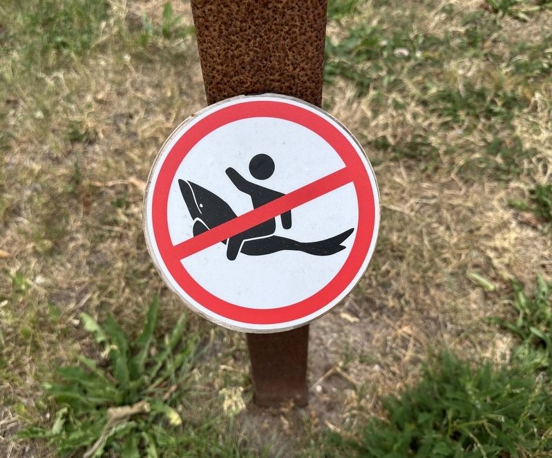 No riding the whale!. Click for full size. No riding the whale! image. Click for full size.