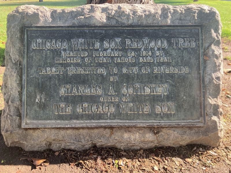 Chicago White Sox Redwood Tree Marker image. Click for full size.