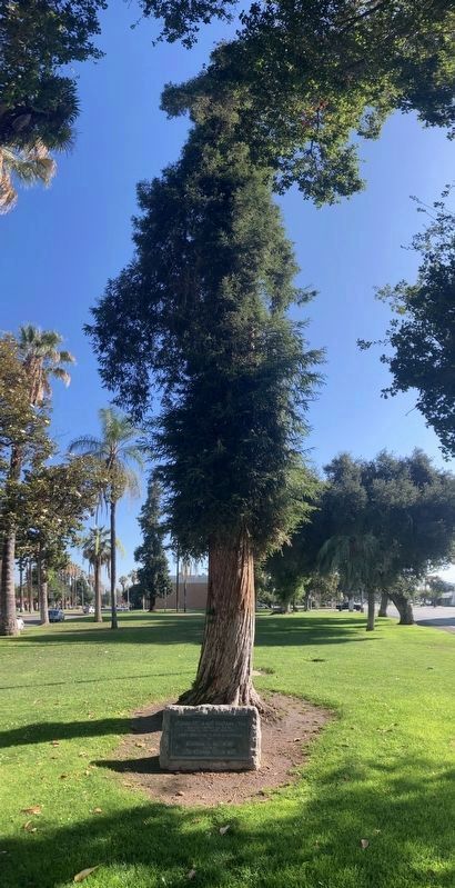 Tree & Marker image. Click for full size.