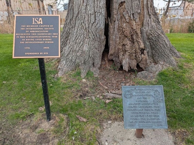 Semiquincentennial Tree Marker. Click for full size. Semiquincentennial Tree Marker image. Click for full size.