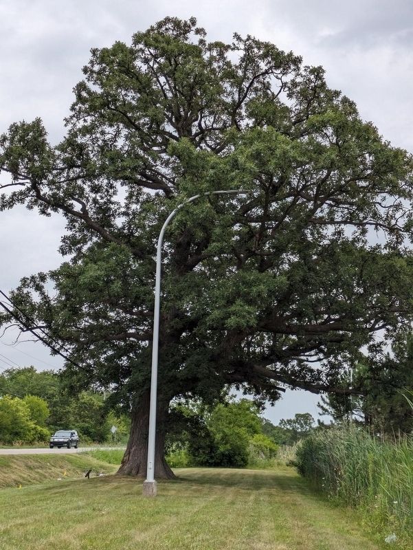 Semiquincentennial Tree Marker. Click for full size. Semiquincentennial Tree Marker image. Click for full size.