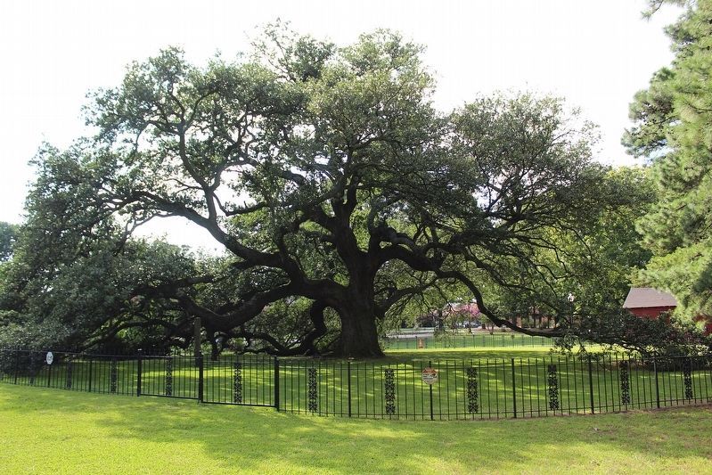 Emancipation Oak. Click for full size. Emancipation Oak image. Click for full size.