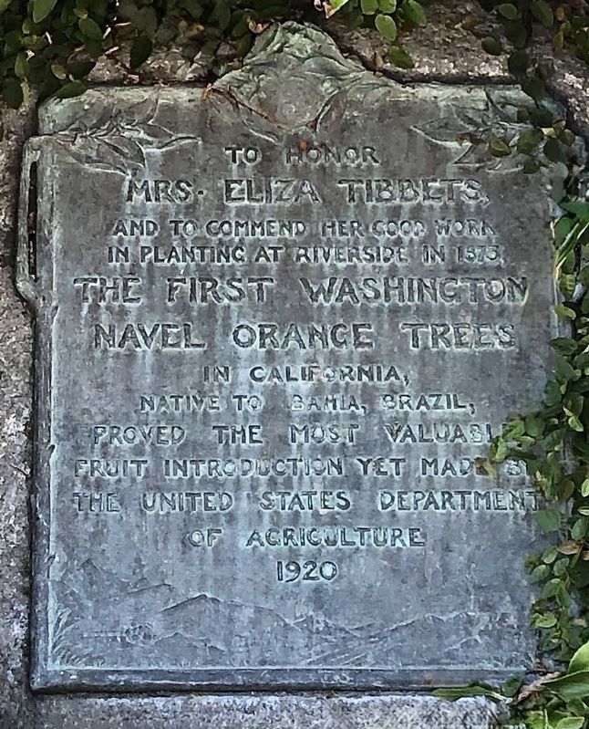 Parent Washington Navel Orange Tree Marker. Click for full size. Parent Washington Navel Orange Tree Marker image. Click for full size.