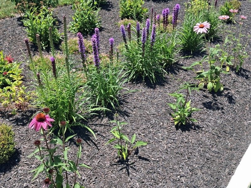 Dense Blazing Star and Coneflowers, Ohio Native Plants image. Click for full size.