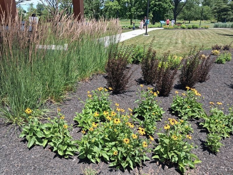 Brown-Eyed Susans and Switchgrass, Ohio Native Plants image. Click for full size.