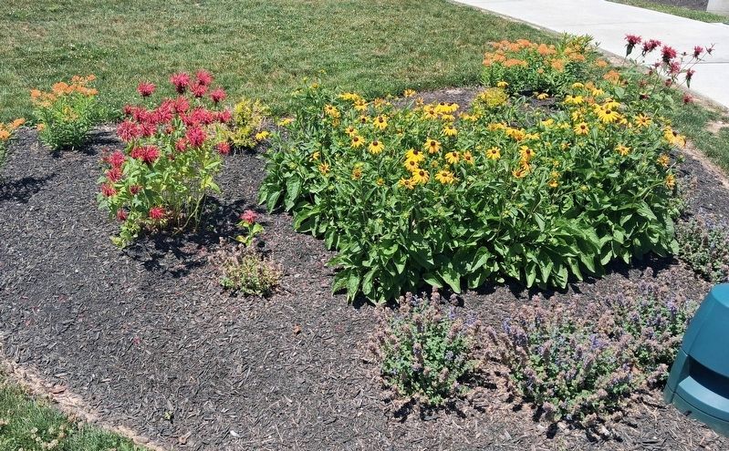 Bee Bawm, Brown-Eyed Susans, and Butterfly Milkweed, Ohio Native Plants image. Click for full size.