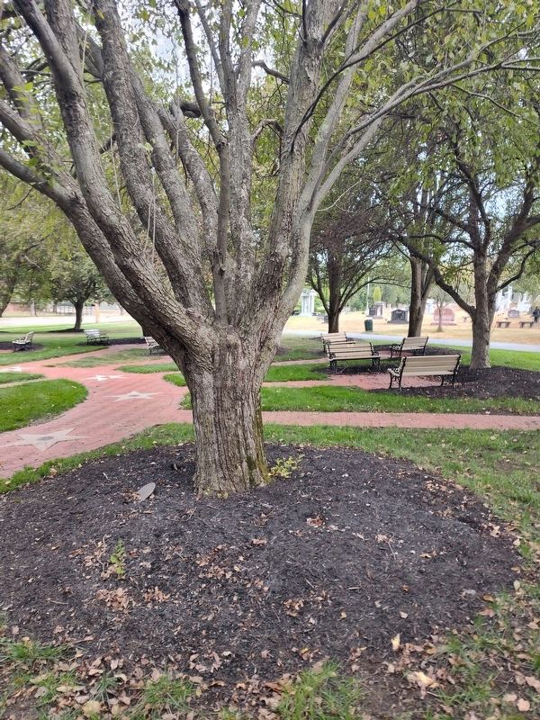 This Tree Is Dedicated Marker image. Click for full size.
