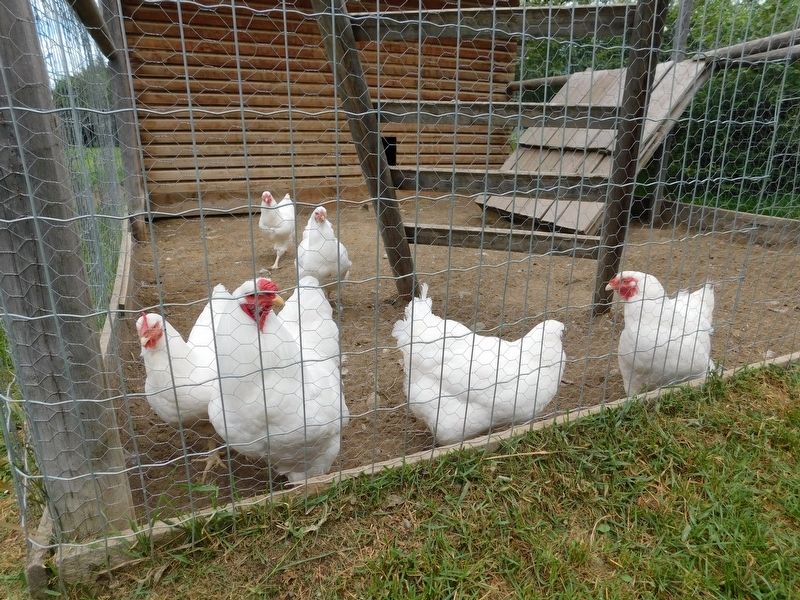 Chantecler Chickens. Click for full size. Chantecler Chickens image. Click for full size.