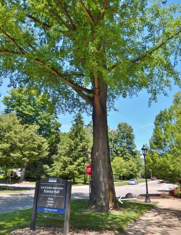 Circa 1900 Ginkgo Tree & Marker image. Click for full size.