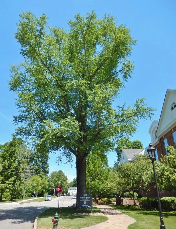 Circa 1900 Ginkgo Tree image. Click for full size.
