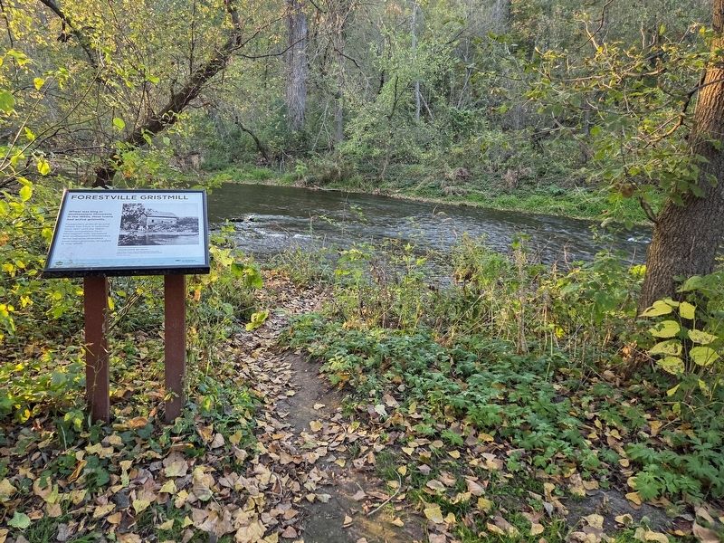 Forestville Gristmill Marker overlooking the Root River. Click for full size. Forestville Gristmill Marker overlooking the Root River image. Click for full size.