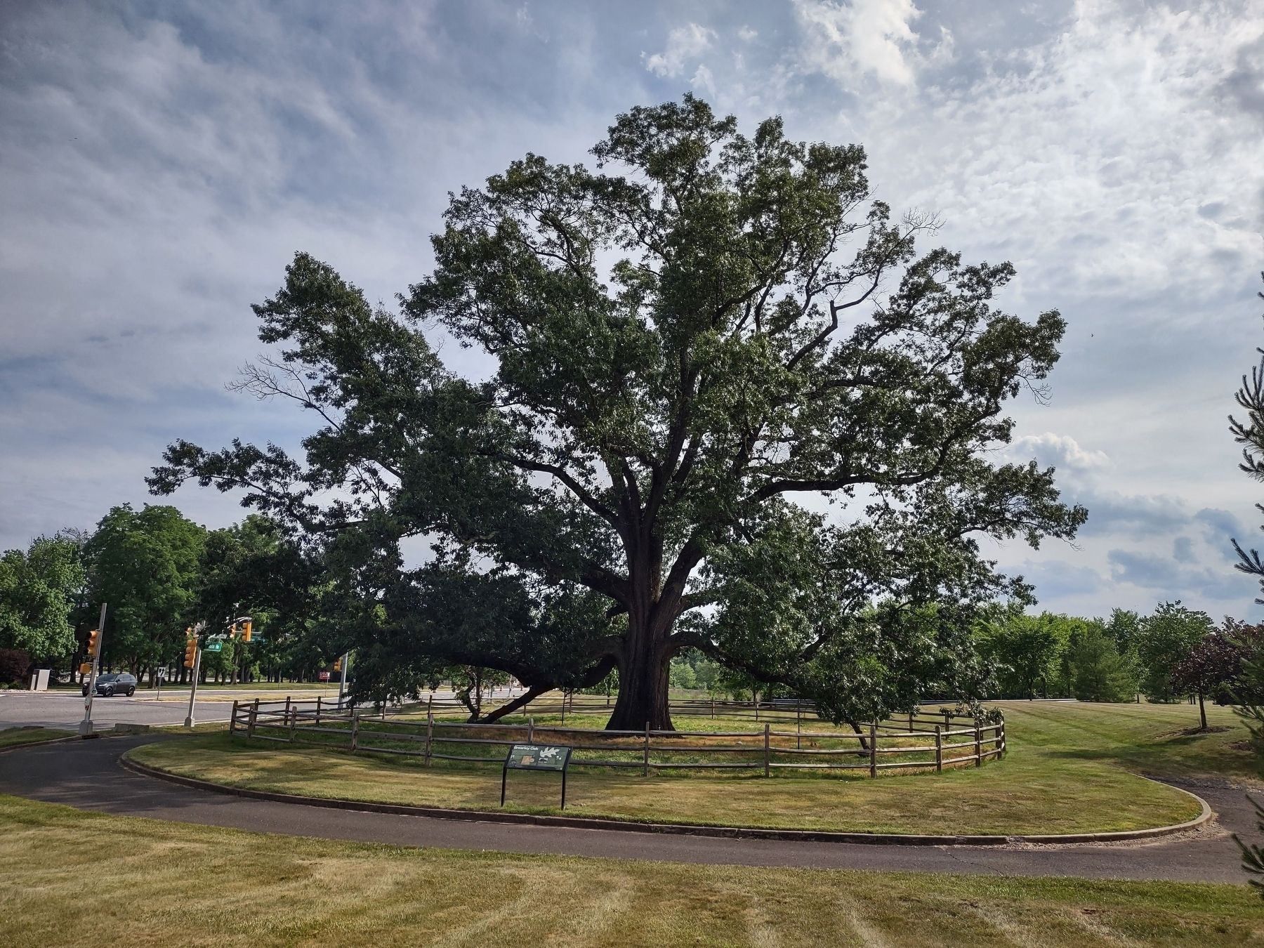 The Brearley Oak. Click for full size. The Brearley Oak image. Click for full size.