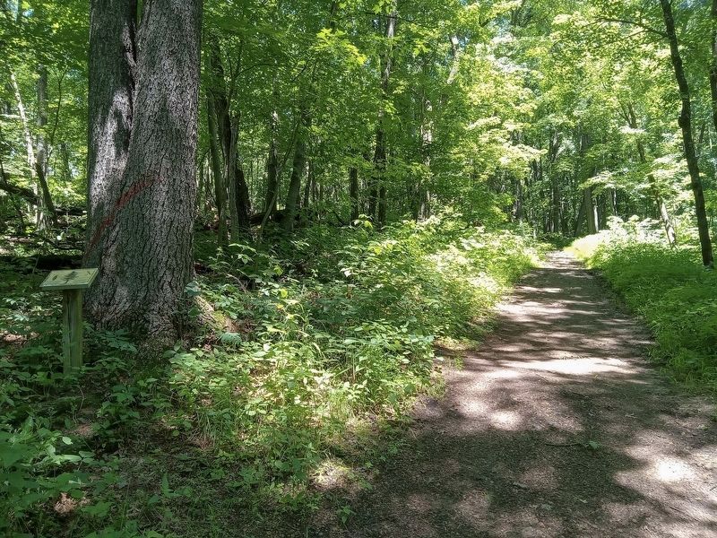 White Pine Marker (left) along the Hawk Ridge Trail. Click for full size. White Pine Marker (left) along the Hawk Ridge Trail image. Click for full size.