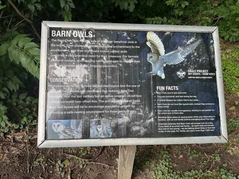 Barn Owls Marker. Click for full size. Barn Owls Marker image. Click for full size.
