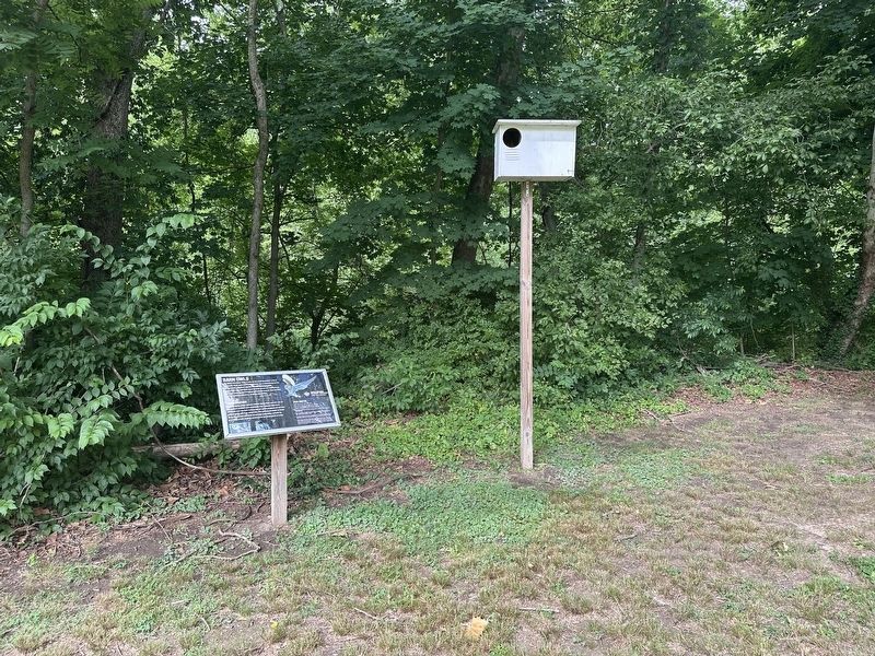 Barn Owls Marker - wide photo. Click for full size. Barn Owls Marker - wide photo image. Click for full size.