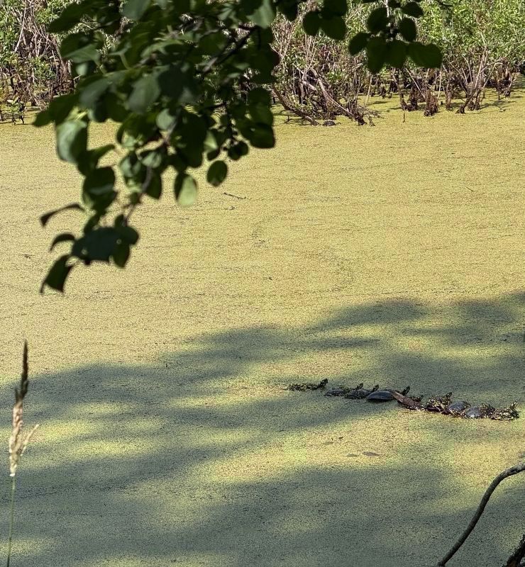Nine Turtles' Ecstacy. Click for full size. Nine Turtles' Ecstacy image. Click for full size.