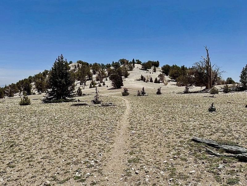 Trail to The Patriarch. Click for full size. Trail to The Patriarch image. Click for full size.