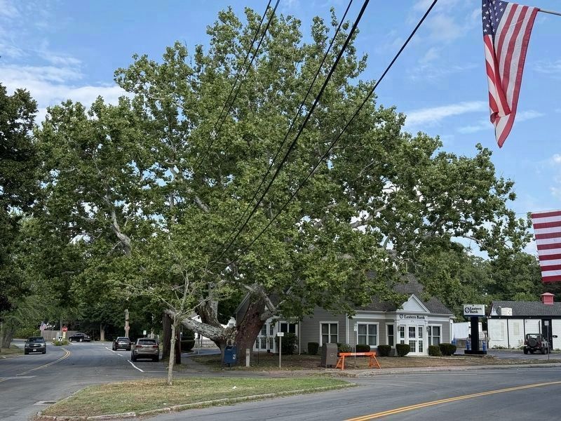 Buttonwood Tree in Summer. Click for full size. Buttonwood Tree in Summer image. Click for full size.