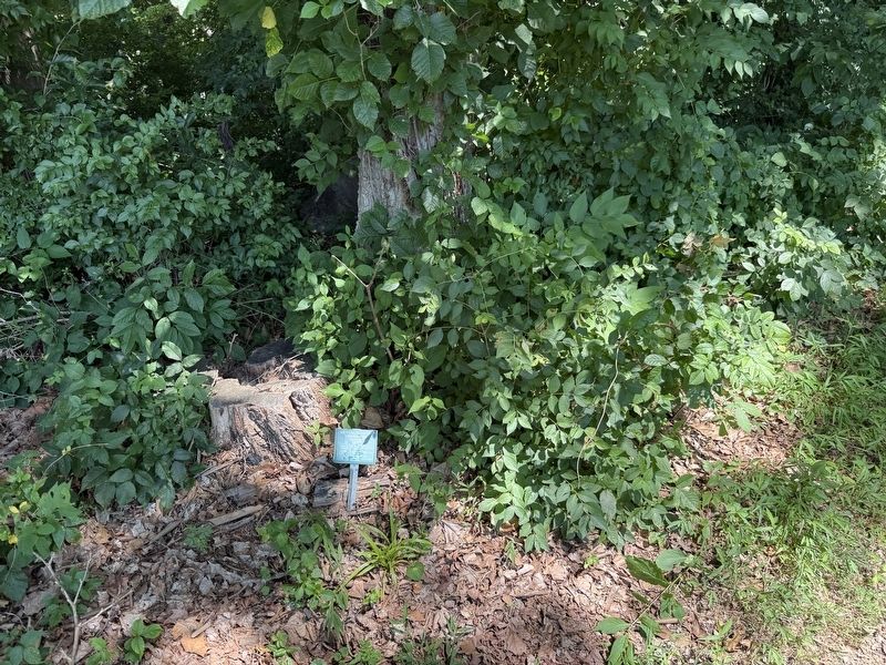 American Hackberry Marker. Click for full size. American Hackberry Marker image. Click for full size.