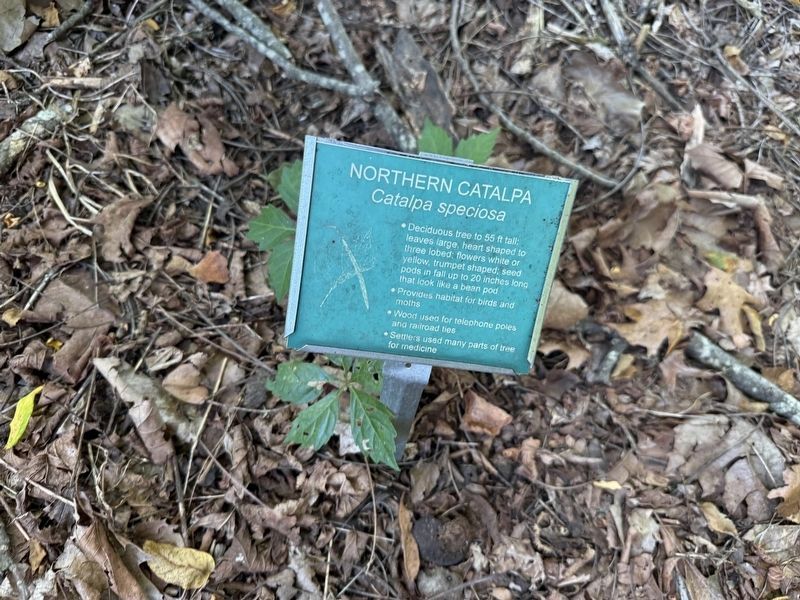 Northern Catalpa Marker. Click for full size. Northern Catalpa Marker image. Click for full size.