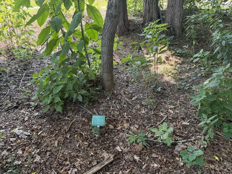 Northern Catalpa Marker. Click for full size. Northern Catalpa Marker image. Click for full size.