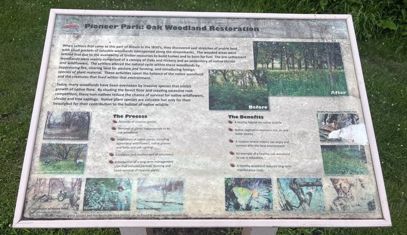 Pioneer Park: Oak Woodland Restoration Marker image. Click for full size.