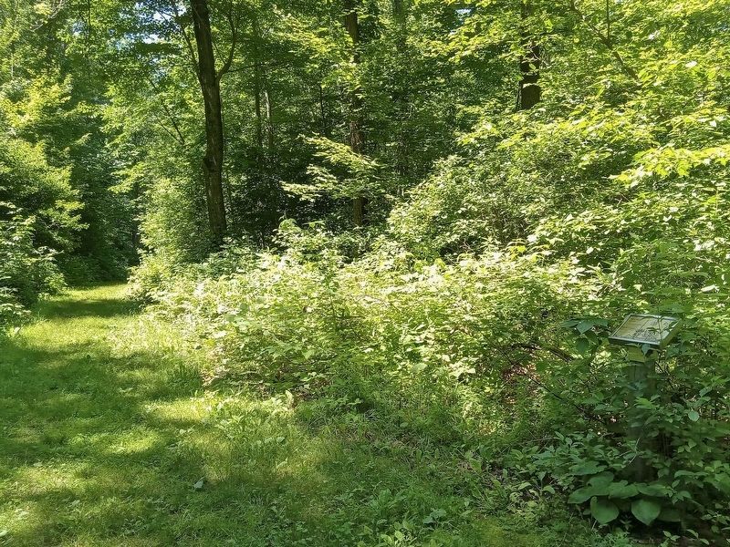 Paper Birch Marker (right) on the Plantation Trail. Click for full size. Paper Birch Marker (right) on the Plantation Trail image. Click for full size.