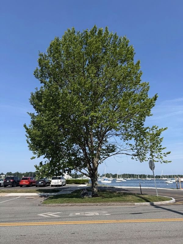 Liberty Tree Memorial image. Click for full size.