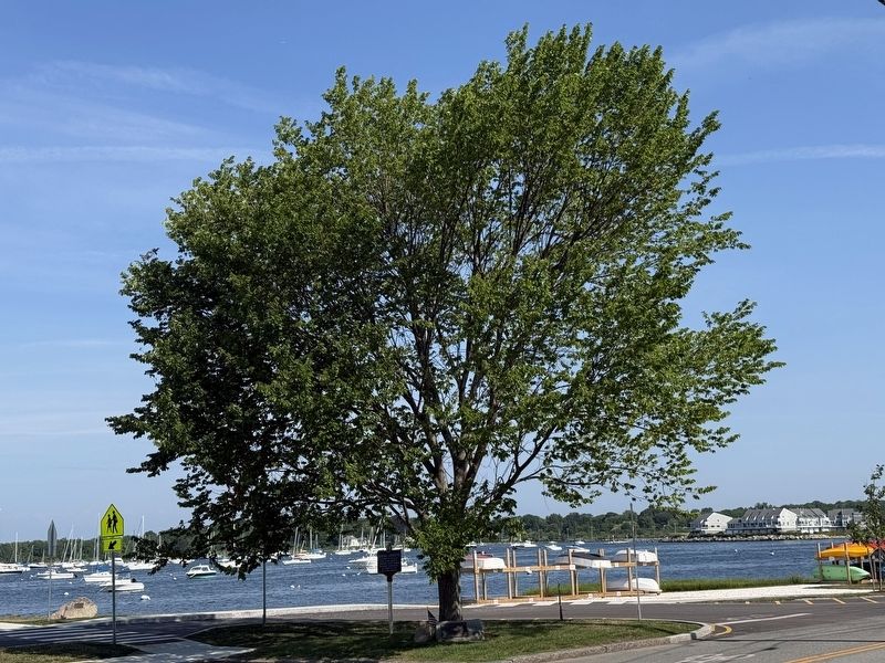 Liberty Tree Memorial image. Click for full size.