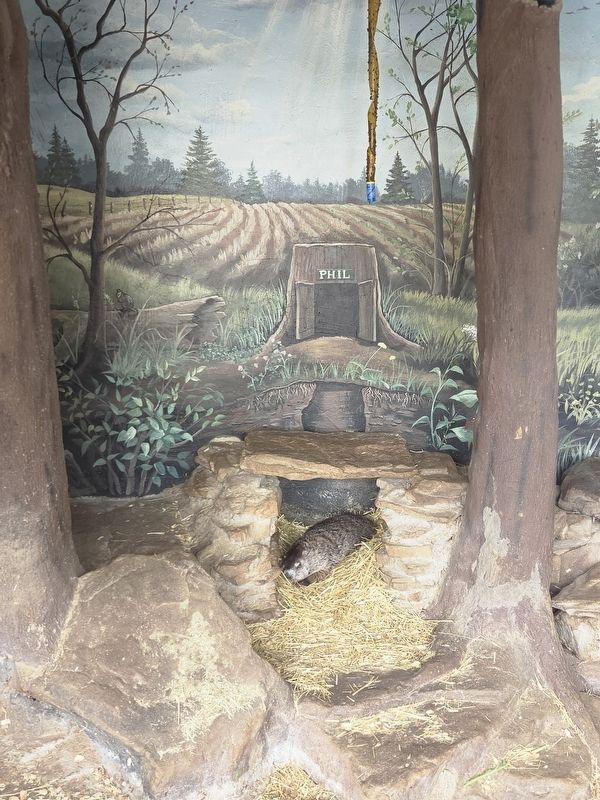 Punxsutawney Phil at Phil's Burrow. Click for full size. Punxsutawney Phil at Phil's Burrow image. Click for full size.